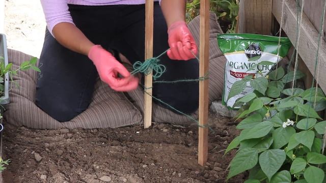 How to Plant Sugar Snap Peas With Poles : The Chef's Garden смотреть онлайн