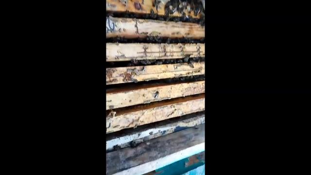 Первый весенний осмотр дачной пасеки. смотреть онлайн