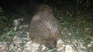 А ТЫ ВИДЕЛ КАК ЭТО ДЕЛАЮТ ЕЖИ ?