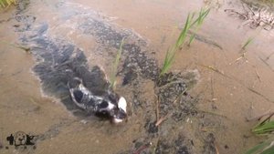Охота на серую куропатку с дратхааром, девушка охотник / gray partridge hunting