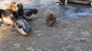 «Руанские утки» 29.11.2019