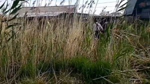 Борьба с камышом с утра по раньше