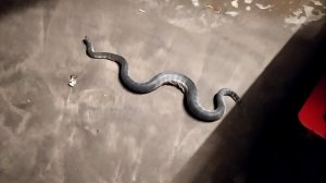 ГОА | Самая ядовитая змея