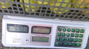 Урожай яблони Голден Делишес.7 лет.