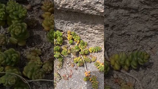 July 2022 - Succulent Sedum album in my garden (9)