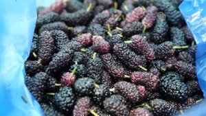 Шелковица Тутовник Или Тутовое дерево  Полезные свойства и как её выращивают