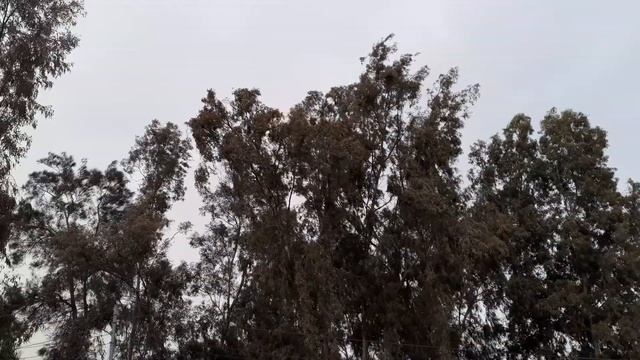 Cinnamomum camphora اشجارالكافور Eucalyptus
Cinnamomum camphora смотреть онлайн