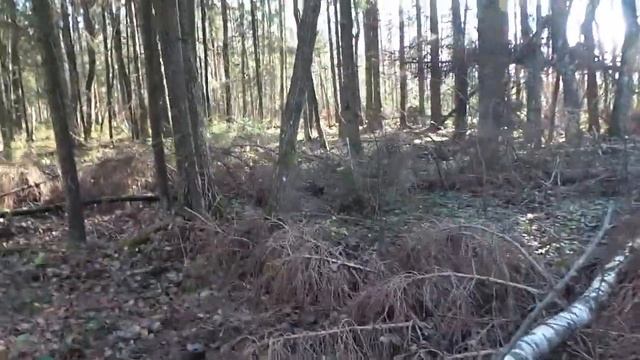 Ёлки-палки.. У оз.Рытое... смотреть онлайн