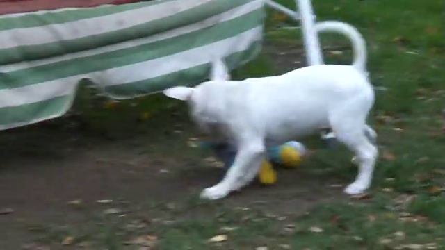 Миниатюрный бультерьер мальчик номер 1_2 смотреть онлайн