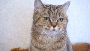 Причины рвоты у кошки