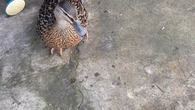 Обрезаю клубнику в августе смотреть онлайн