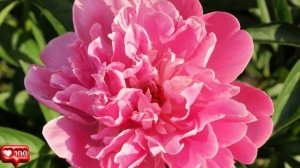 Банкир отвёз жену с ребенком в глушь, а сам ушел к любовнице… Увидев их через 2 года...