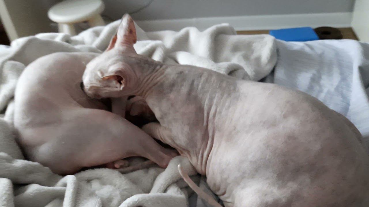 Ася с Босей смотреть онлайн