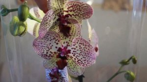 ОРХИДЕЯ КЛЕОПАТРА , НЕВЕРОЯТНАЯ КРАСОТА, СУПЕР ОРХИДЕЯ ФАЛЕНОПСИС  !