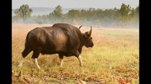 самый большой дикий бык мире