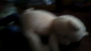 Парнушка медвежонок барни