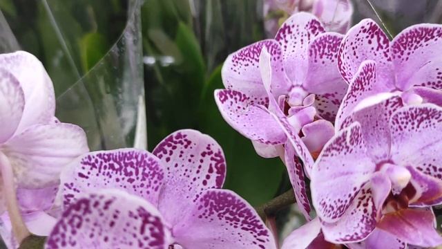 №475/ ОБЗОР орхидей и КОМНАТНЫХ растений в с/ц ROST_ОK 40-лет Победы смотреть онлайн