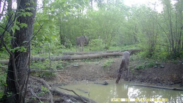 Оставил ФОТОЛОВУШКУ в ДИКОМ ЛЕСУ на 2 недели| Нашел РОГА ЛОСЯ| Новые ГОСТИ| Новые ЛОКАЦИИ смотреть онлайн