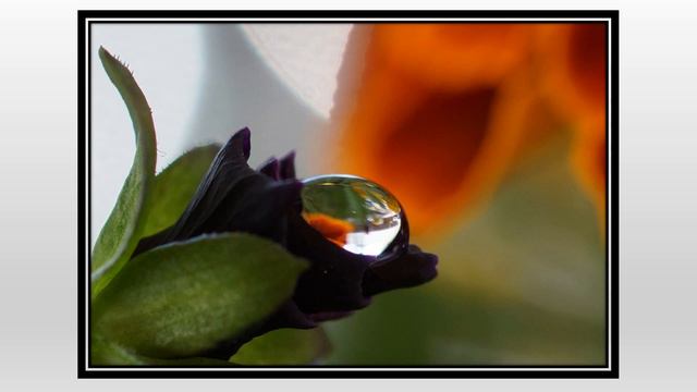 Black Pansies смотреть онлайн