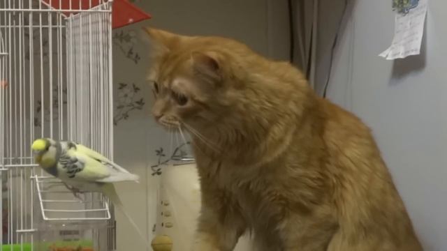 Попугай и кот Первое знакомство смотреть онлайн