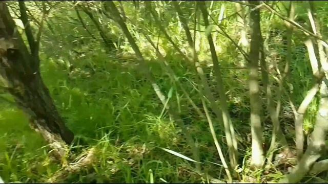 Нашествие красных продолжается на заросших полях. Добро пожаловать . смотреть онлайн