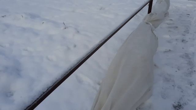 19 ноября 2020 г. Укрываю виноград.