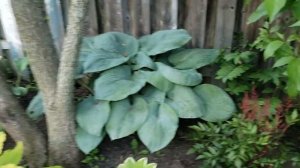 Hosta Garden Tour 2019