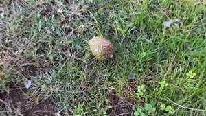 Ливанский кедр?