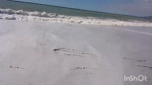 Абхазия Пицунда совхоз Цитрусовый пансионат Золотые пески"" шторм17.10.2023