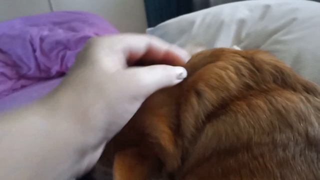 ЛЮБИМЫЙ ВАСИЛЕК,ЛЮБИМЫЙ МОЙ КОМПЛЕКТ ДЛЯ ОТДЫХА !