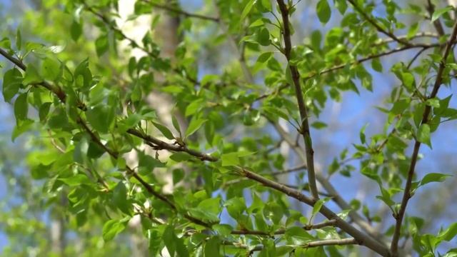 Использование пирамидального тополя в озеленении участка