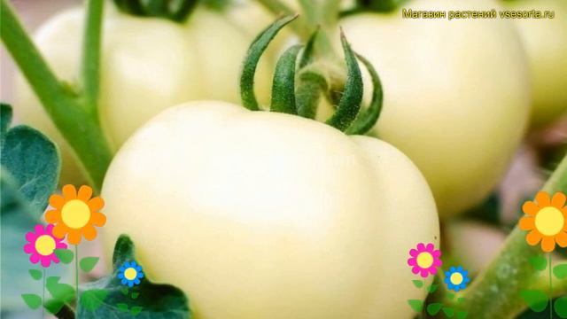 Томат обыкновенный Белый Лотос. Краткий обзор, описание solanum lycopersicum Belyj Lotos