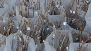 Выставка саженцев «Сады Сибири» в Братске!