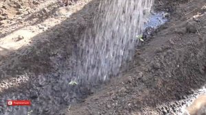Посадка рассады помидор в парнике. Посадка рассады перца в парник. Парник из дуг и пленки