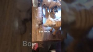 Обзор на мой Прайд Львов