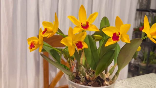 非常丰花的小型卡特兰 смотреть онлайн