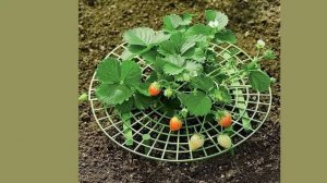 Подставка для клубники Подставка для выращивания фруктов