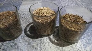 Пшеница, ячмень и овес для кур несушек.