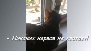 Один день из жизни кота))))  Охота на птиц