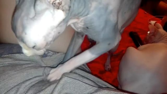 Сфинкс делает массаж живота маме смотреть онлайн