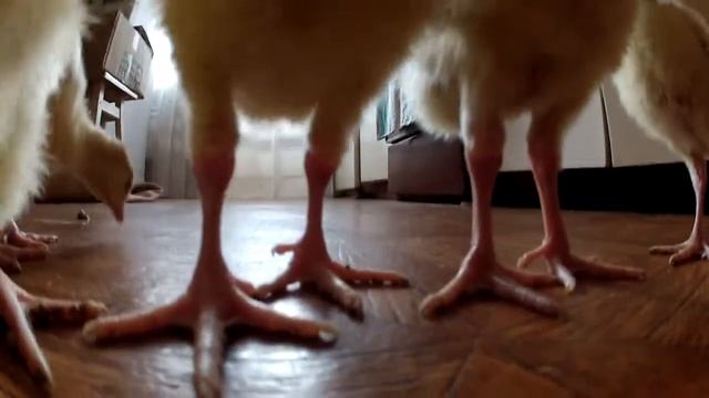 Индюшата БИГ-6 8 дней смотреть онлайн