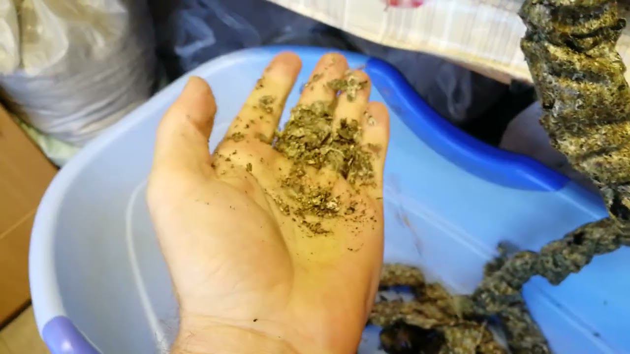 Давим сыродавленное Конопляное масло  МУКА и МАСЛО Балакиных