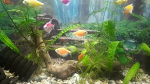 Пецилия Мики Маус