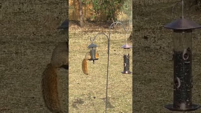 American squirrel. Американская белка.