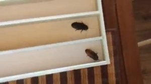 тараканьи бега мадагаскарские тараканы
