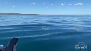 Горбатый кит в Баренцевом море. Кольский полуостров