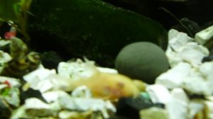 креветки на вылазке ,крапчатые сомы альбиносы,водорослеед