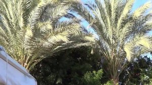 Elysees отель hurgada,плохой отзыв!