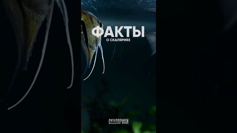 Факты о скаляриях #аквариумныерыбки #скалярии