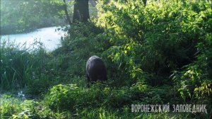 Заповедный водопой: сентябрь 2021. Воронежский заповедник